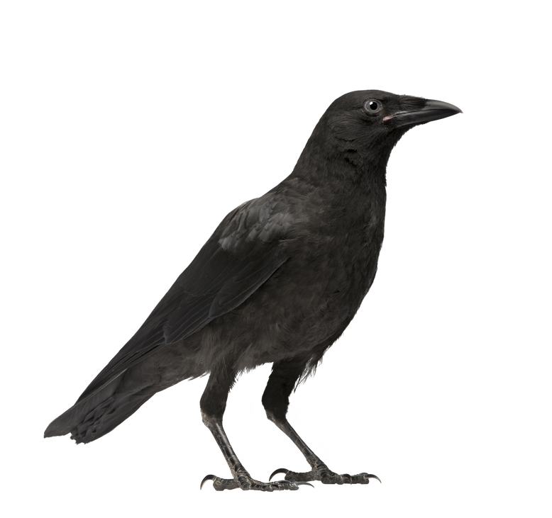 Young Carrion Crow Cutout